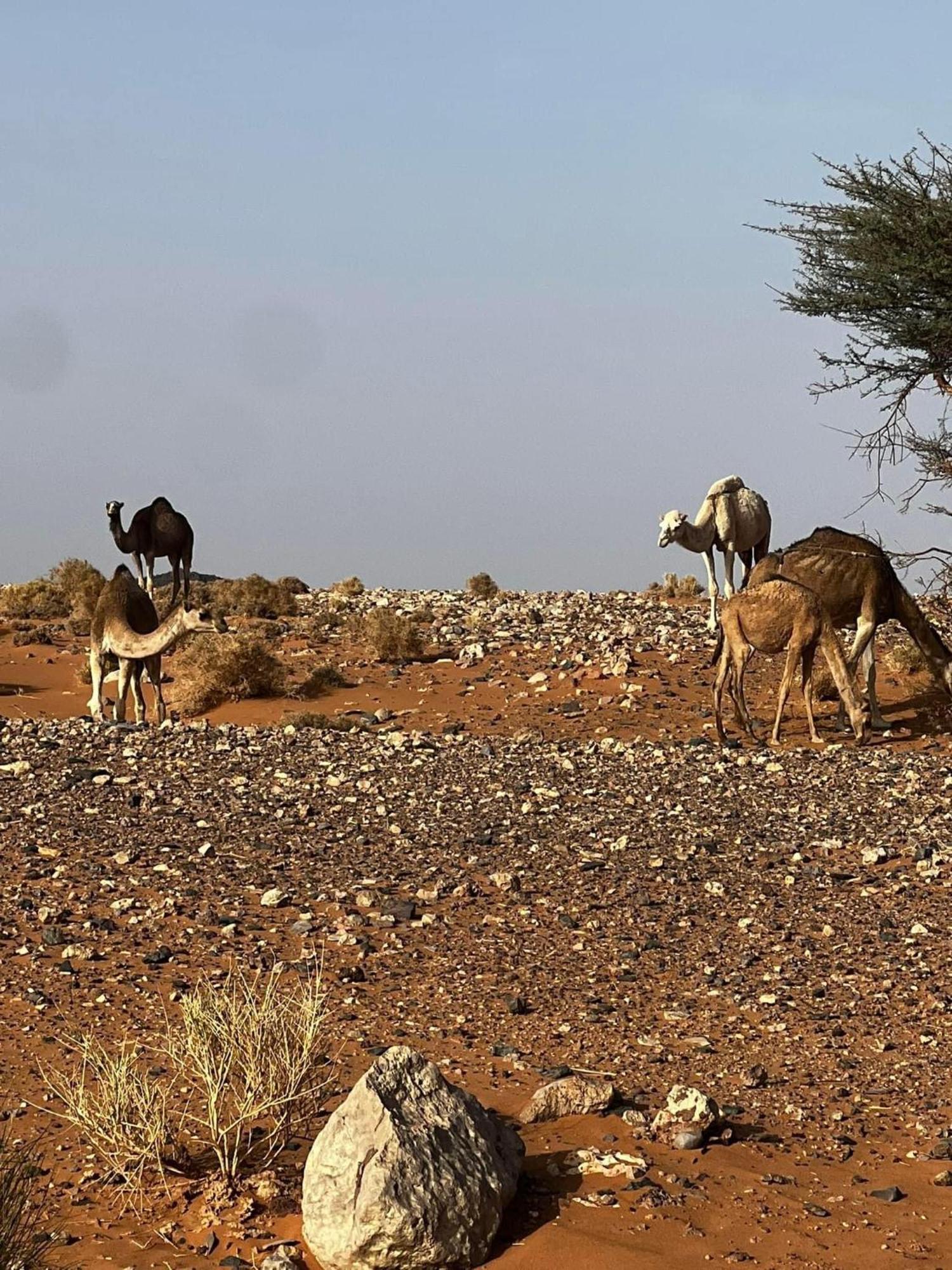 Desert Chegaga Luxury Camp El Gouera Exterior photo